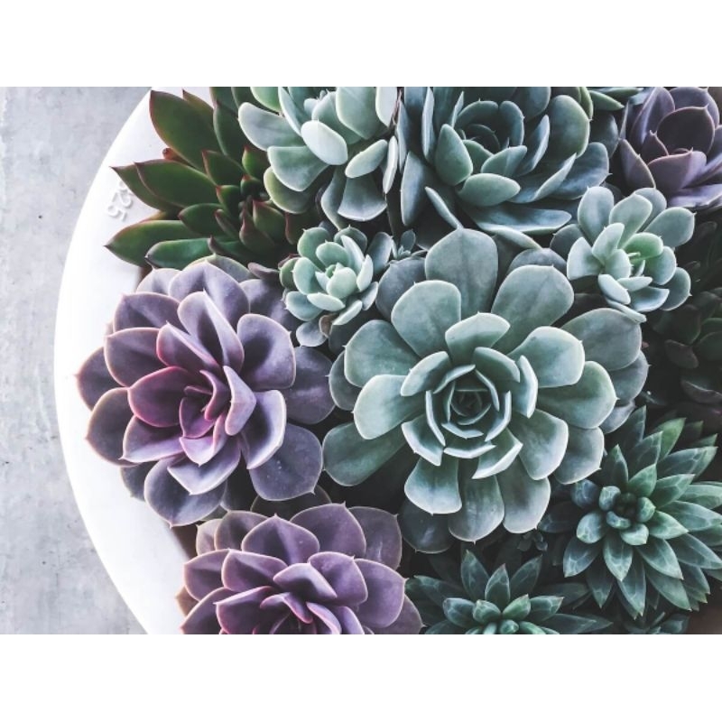 Sen đá bánh bao xanh