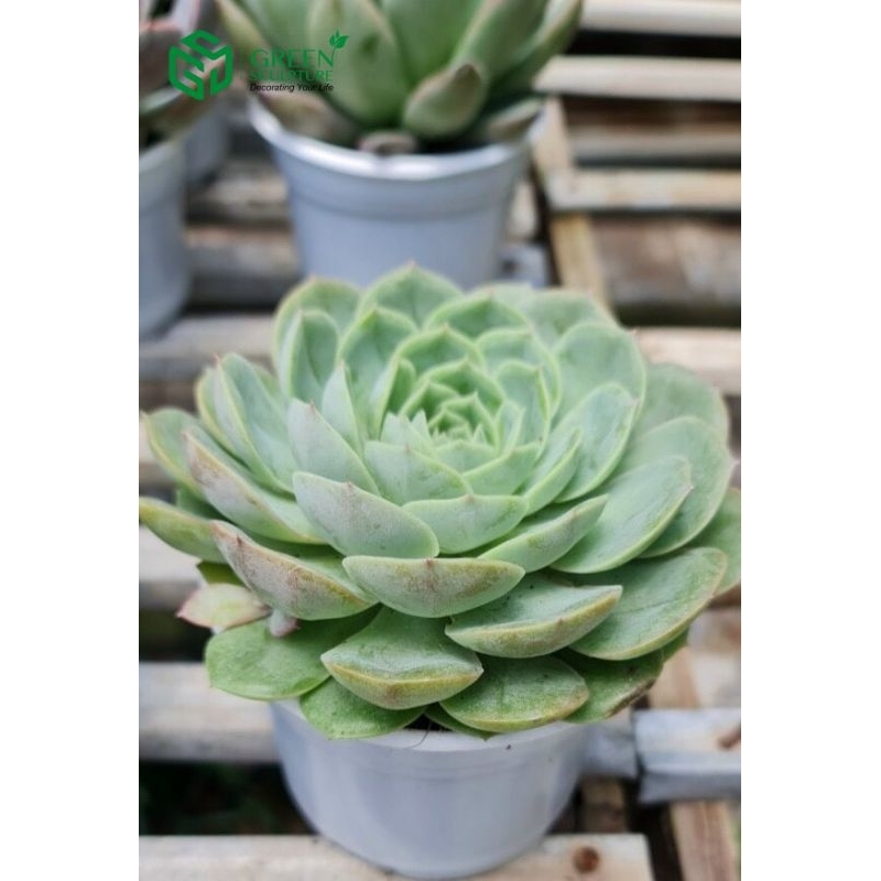 Sen đá bánh bao xanh