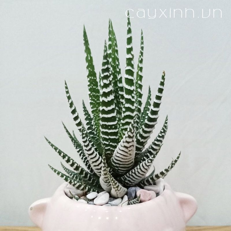 Sen đá móng rồng