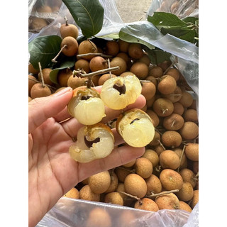 Nhãn bắp cải 1kí