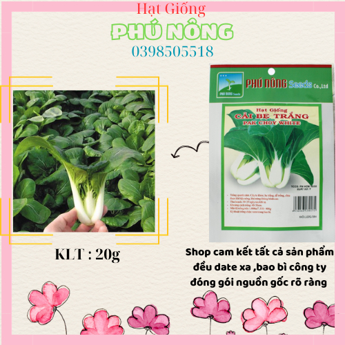Hạt Giống Rau Cải Bẹ Trắng PHÚ NÔNG 20gr CHẤT LƯỢNG CAO