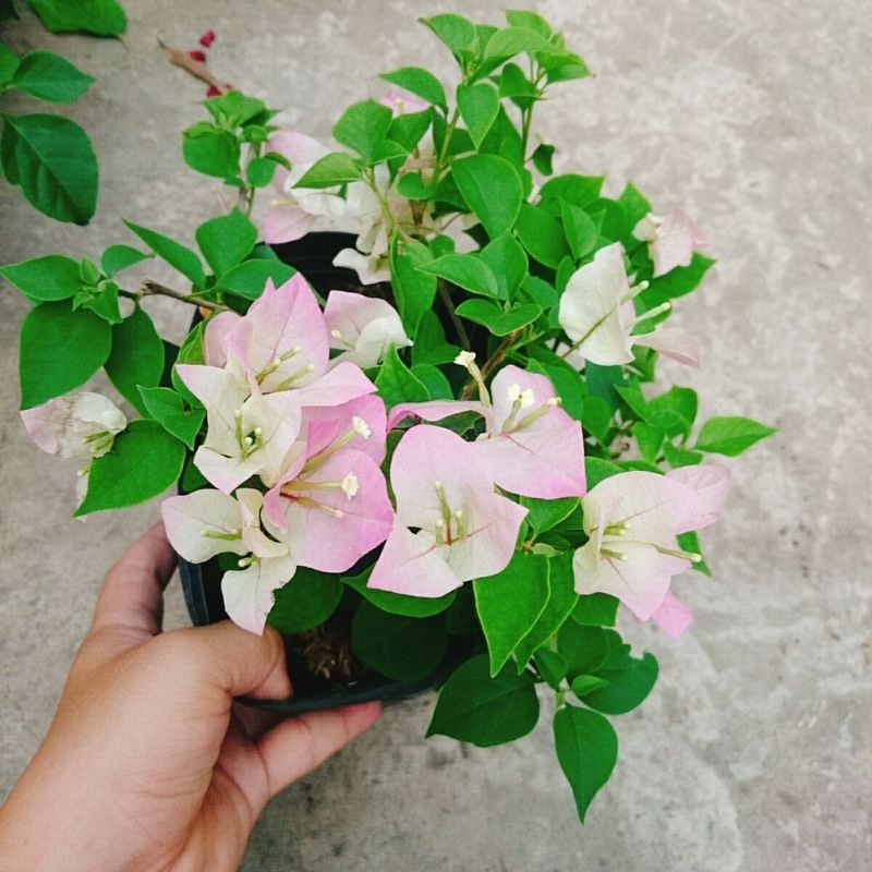 Cây Hoa Giấy Phớt Hồng