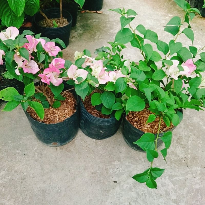 Cây Hoa Giấy Phớt Hồng