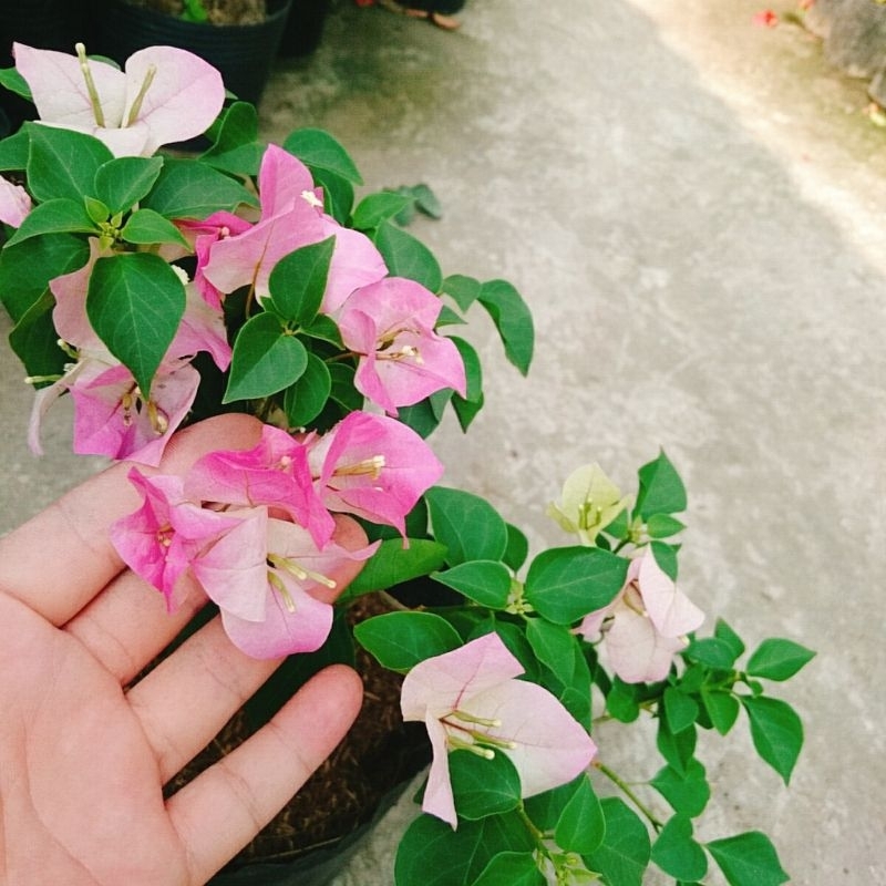 Cây Hoa Giấy Phớt Hồng