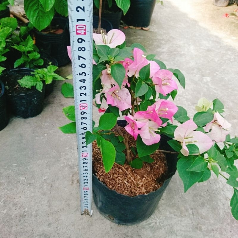 Cây Hoa Giấy Phớt Hồng