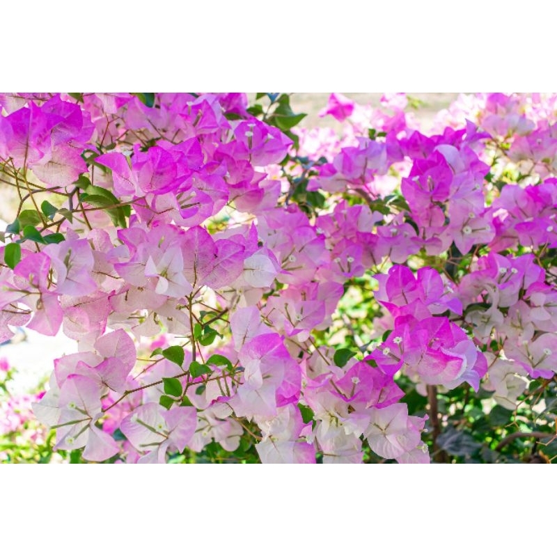 Cây Hoa Giấy Phớt Hồng