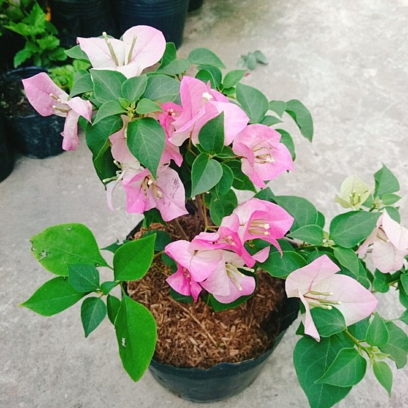 Cây Hoa Giấy Phớt Hồng