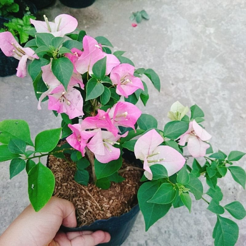 Cây Hoa Giấy Phớt Hồng