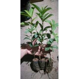 Cây giống Mộc hương ta hoa vàng