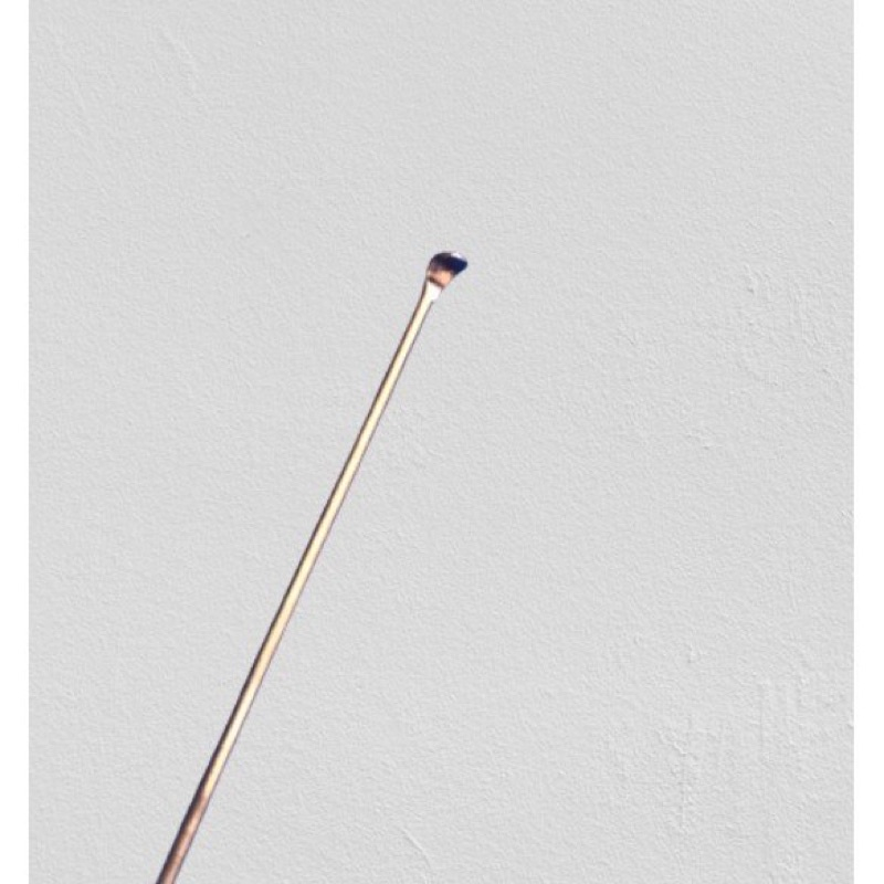 Cây Ráy Tai Cán Gỗ Quỳnh Như - Cây Móc Tai Cán Gỗ Quỳnh Như