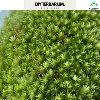 Rêu Đầu Trắng ( WhiteCushion Moss) Trang Trí Bình Terrarium - Hộp 12x18