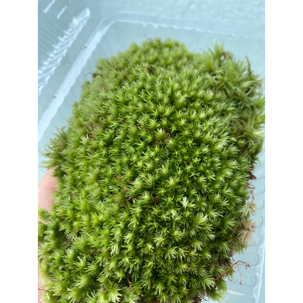 Rêu Đầu Trắng  Trang Trí Bình Terrarium - Hộp 12x18