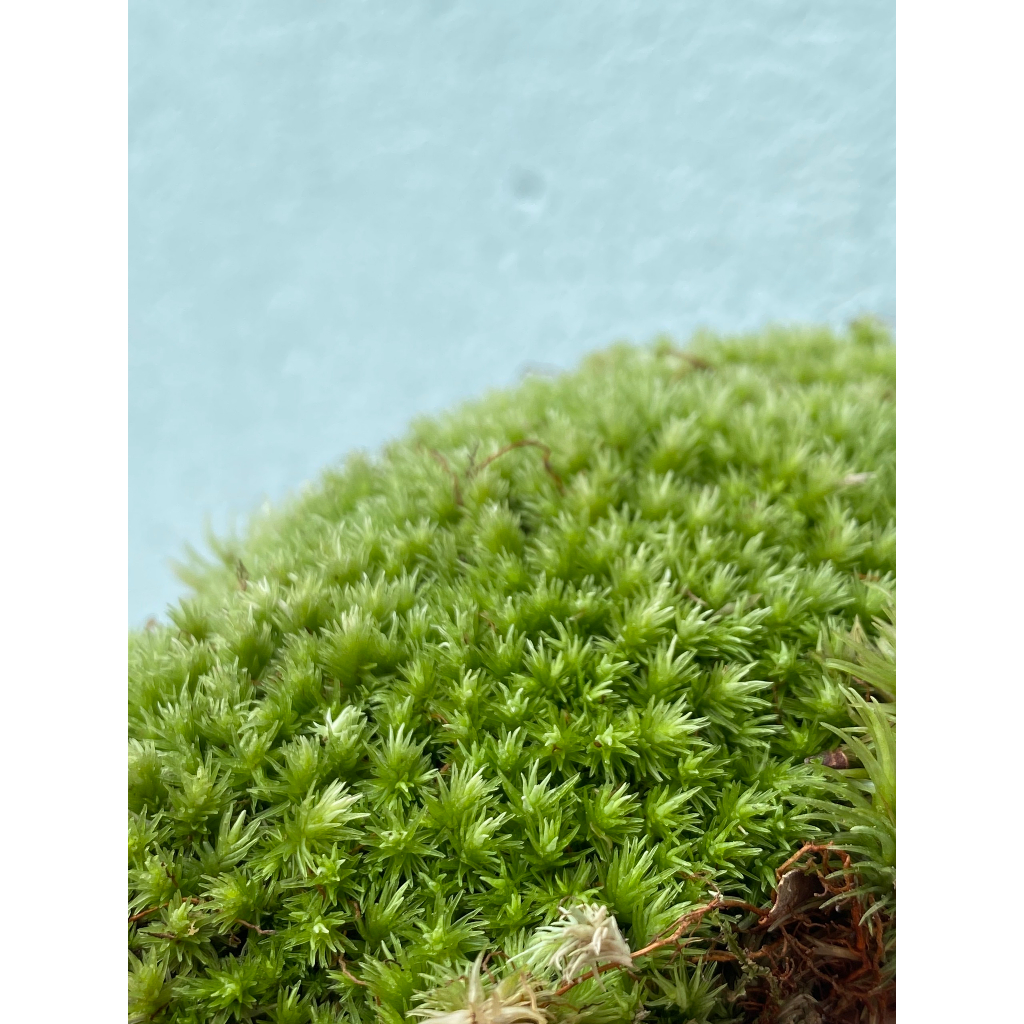 Rêu Đầu Trắng  Trang Trí Bình Terrarium - Hộp 12x18