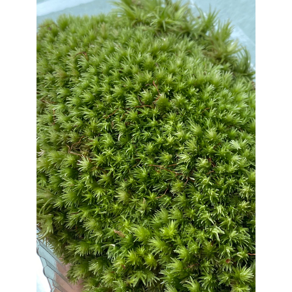 Rêu Đầu Trắng  Trang Trí Bình Terrarium - Hộp 12x18