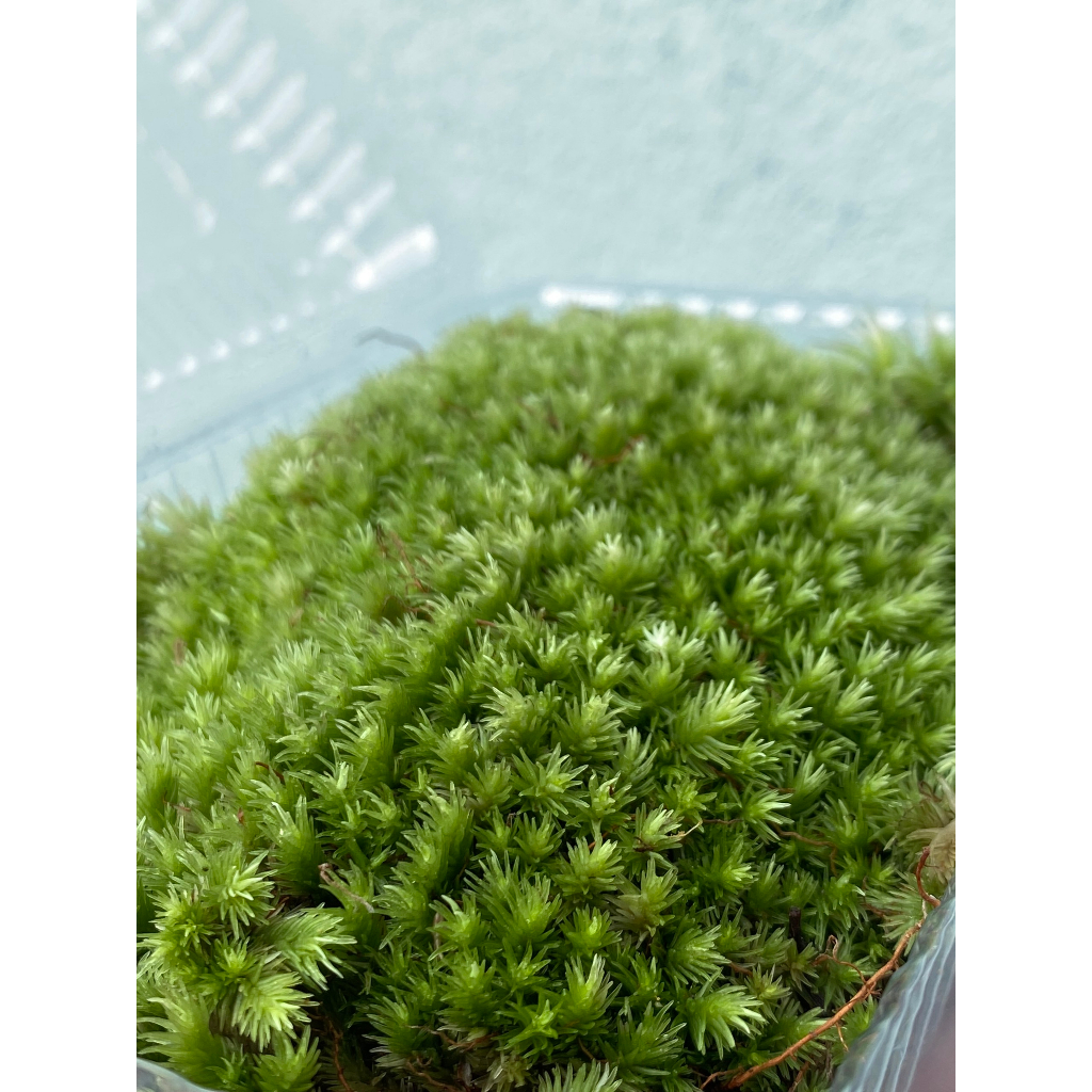 Rêu Đầu Trắng  Trang Trí Bình Terrarium - Hộp 12x18