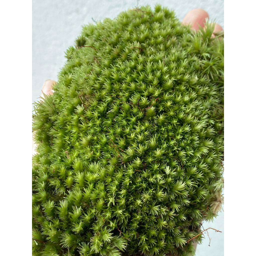 Rêu Đầu Trắng  Trang Trí Bình Terrarium - Hộp 12x18