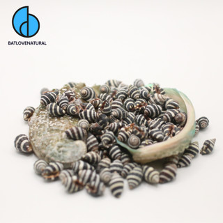Vỏ ốc Ngựa Vằn - Vỏ ốc trang trí nhiều kích thước - Vỏ ốc đẹp