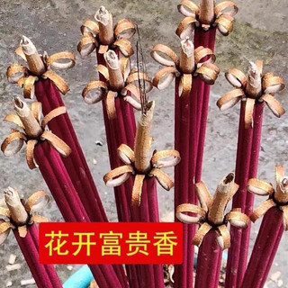 NHANG PHÚ QUÝ 40CM COMBO 2 túi