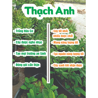 Cây thạch anh, Thạch anh giống