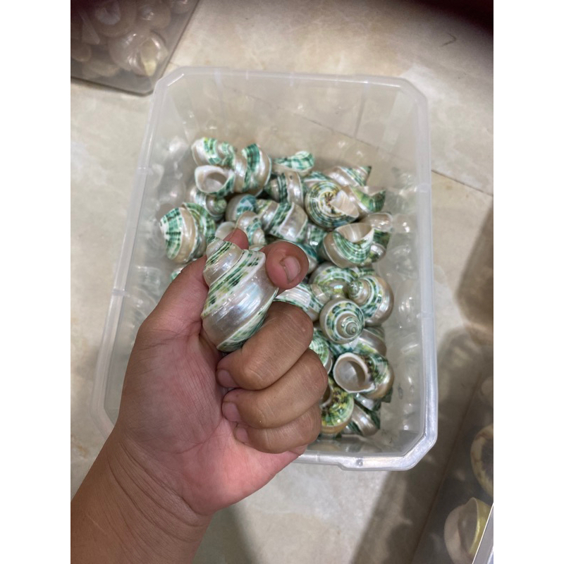 Vỏ Ốc Mỹ Nghệ