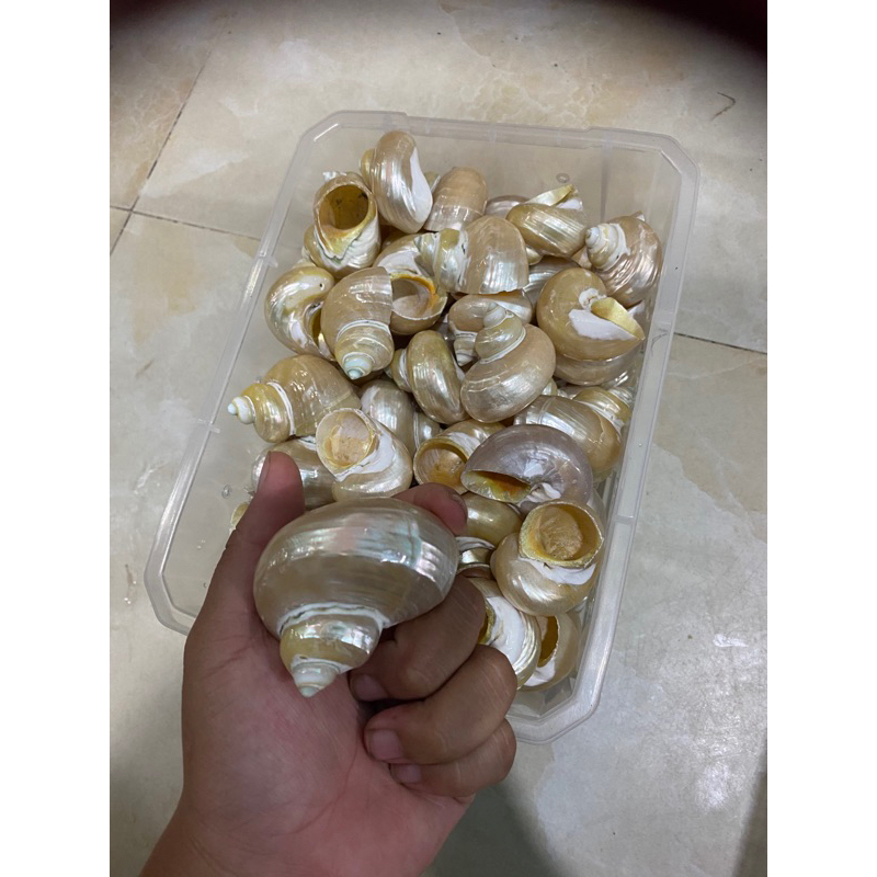 Vỏ ốc mài bóng mỹ nghệ