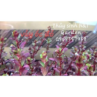 N&T Garden - Cây thủy sinh vảy ốc đỏ