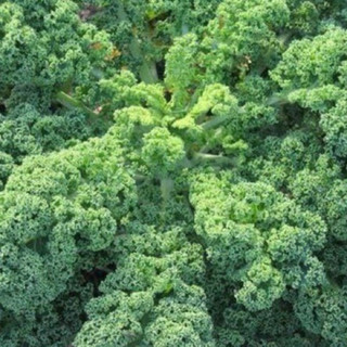 Hạt giống cải kale xoăn Italy cải keo khủng long, gói từ 200 - 500 hạt, gieo trồng quanh năm.