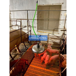 ĐÈN SƯỞI BIOGAS