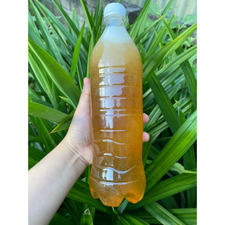 Mật ong khoái rừng điện biên 1L