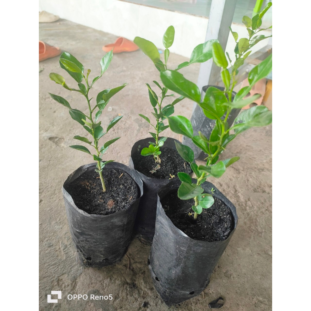 combo 2 cây chúc CAO TẦM 15-20CM, Cây khoẻ, giá 70k. HÀNG HIẾM