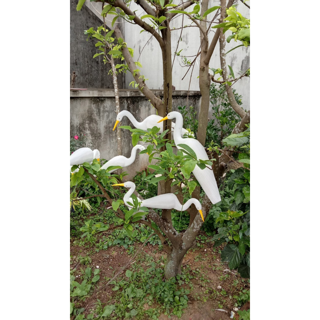 Cò Ngàn To, Cò Trắng Xốp Dẻo Bẻ Không Gãy Giá Rẻ Tháng Ba Tháng Tám