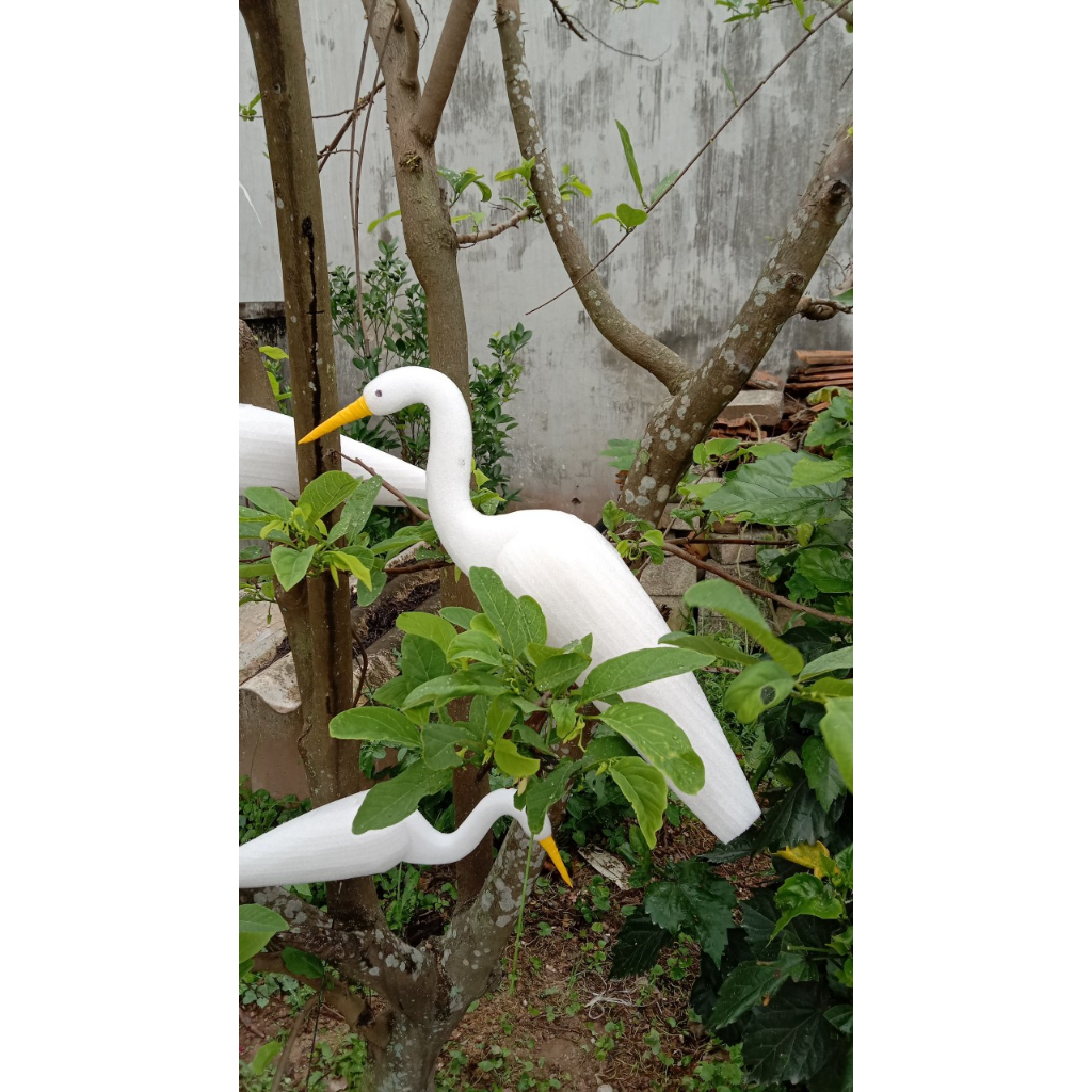 Cò Ngàn To, Cò Trắng Xốp Dẻo Bẻ Không Gãy Giá Rẻ Tháng Ba Tháng Tám