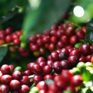 CÀ PHÊ ĐẶC SẢN - FINE ROBUSTA