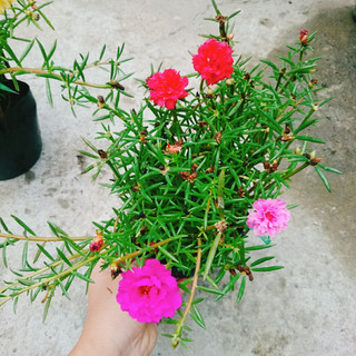 Cây hoa mười giờ - Cây cảnh trang trí