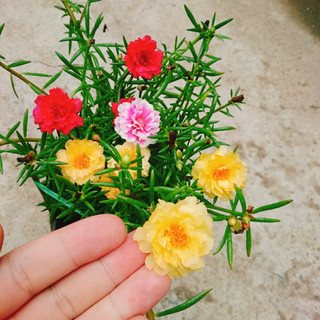 Cây hoa mười giờ - Cây cảnh trang trí