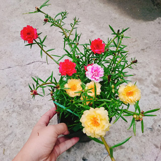 Cây hoa mười giờ - Cây cảnh trang trí