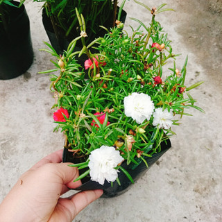 Cây hoa mười giờ - Cây cảnh trang trí