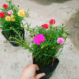 Cây hoa mười giờ - Cây cảnh trang trí
