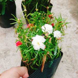 Cây hoa mười giờ - Cây cảnh trang trí