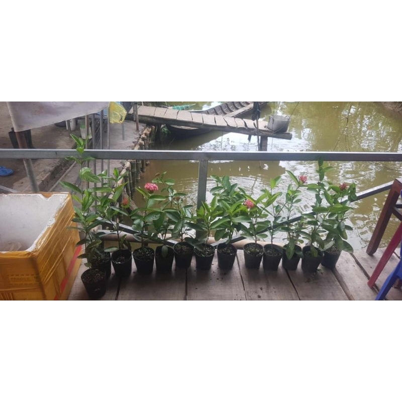Mẫu đơn tím sen Vĩnh châu hoa thơm 35-60cm đã có hoa