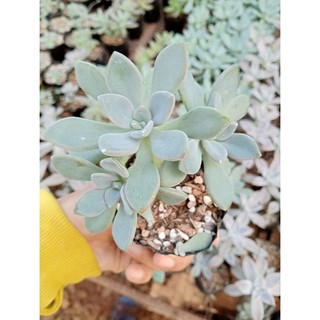 Sen đá bầu đá xanh. Sen được trồng vùng nóng