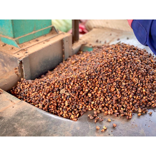 Cà Phê Robusta Honey - Cà phê hạt PM - 500Gr (Hạt/ Bột)