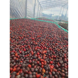 Cà phê Hạt Moka Thượng Hạng PM Coffee 500Gram (Hạt/ Bột)