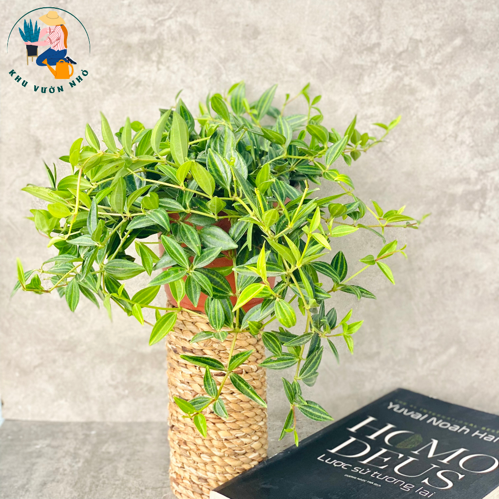 Cây bình an (Cây hột xoàn) - Cây cảnh mini để bàn, cây treo ban công xinh xắn