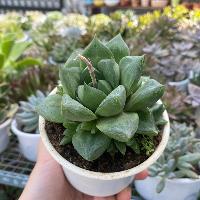 Sen đá Haw size trung