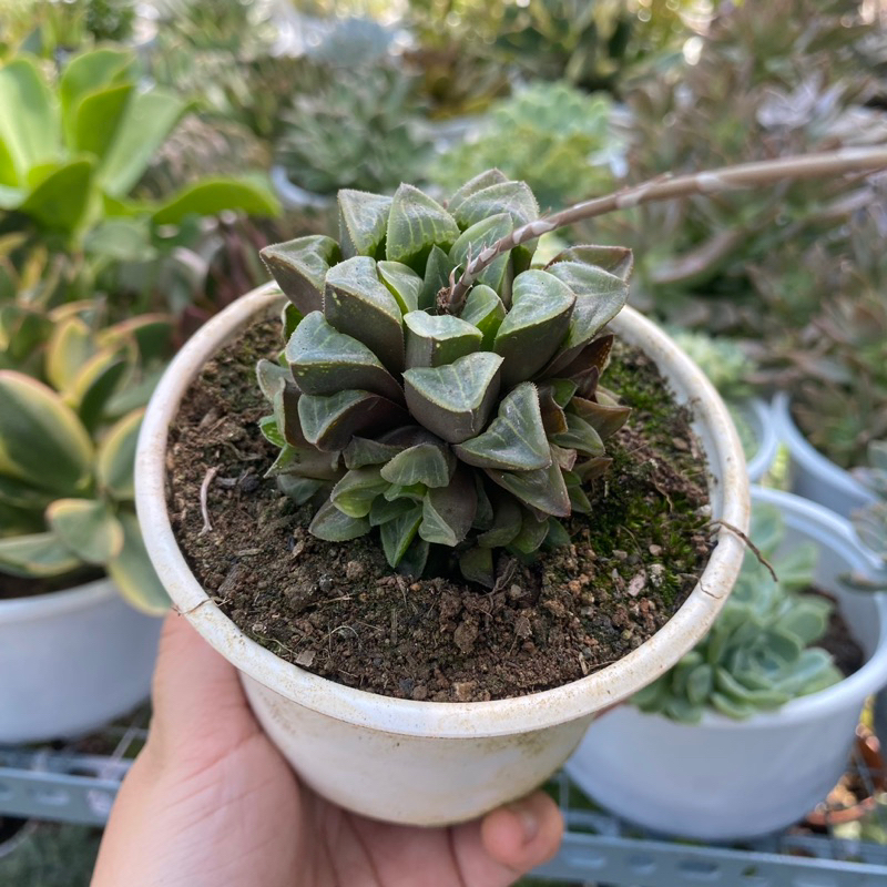 Sen đá Haw size trung