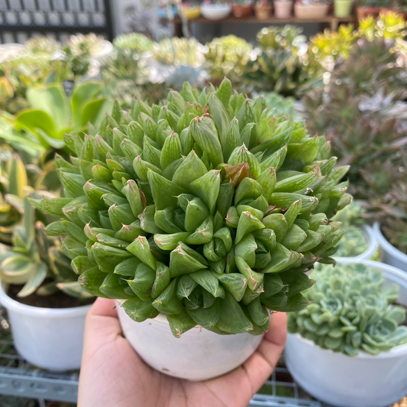 Sen đá Haw size trung