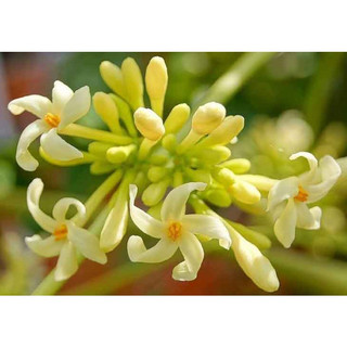 Hạt giống cây đu đủ đực