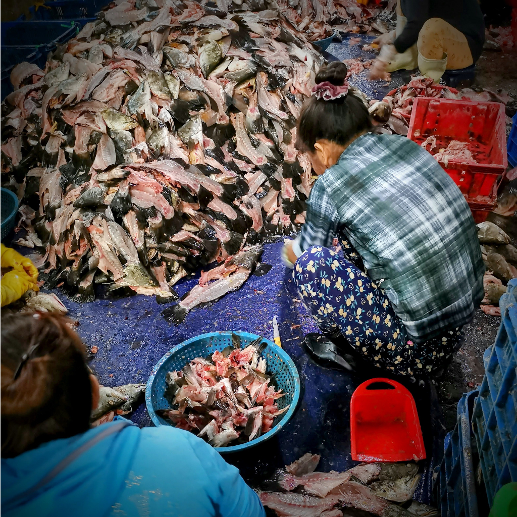 5 lít phân cá, đạm cá hữu cơ 95% cá