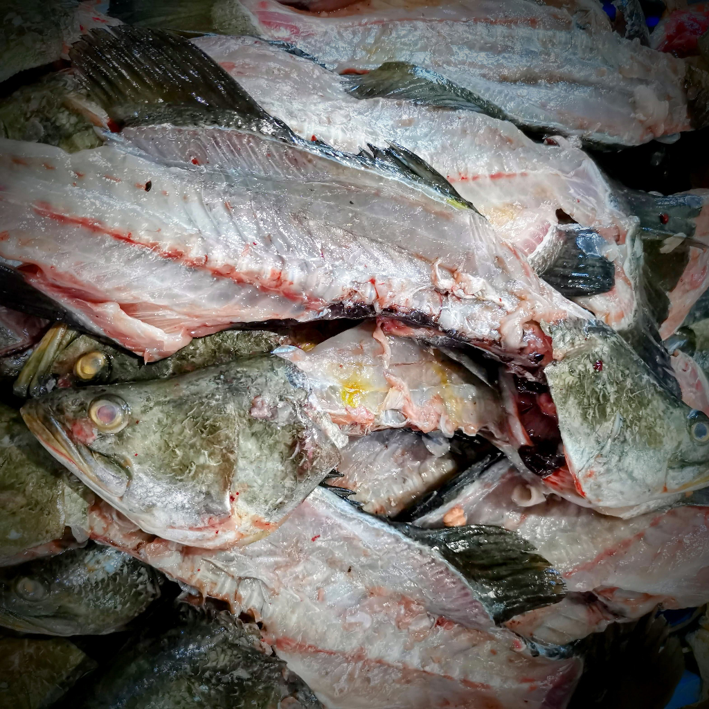 5 lít phân cá, đạm cá hữu cơ 95% cá